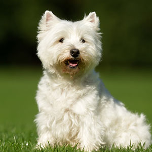 West Highland White Terrier, Westie